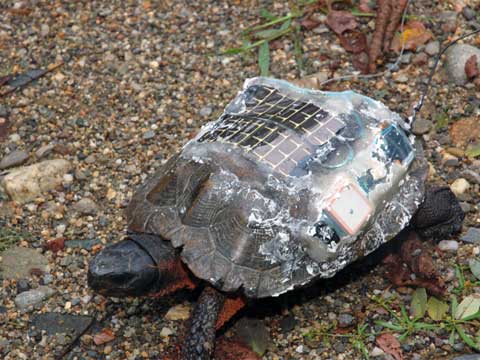 Biologové přeměnili kolonii želv na lokální síť