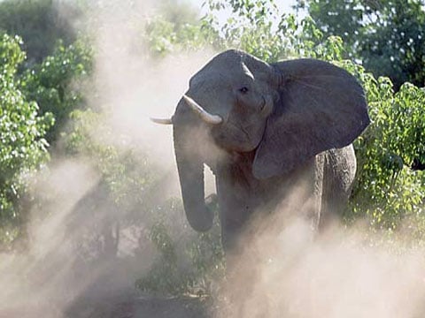 Sloni naučili se vyhýbat minám