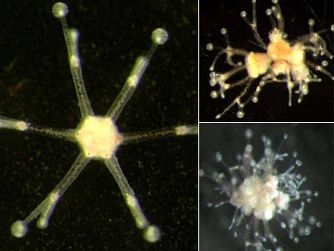 Genetici vytvořili 12 hlavou medúzu