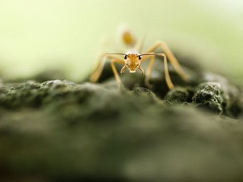  Mravenci využívají dobré mravy k protlačení se davem
