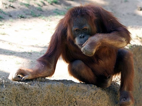 Orangutani jsou schopni řešit šarády