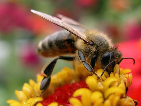Antioxidant převrací starnutí včel