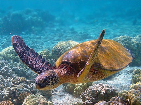 Biologové odtajnili úkryt  mořskych želv