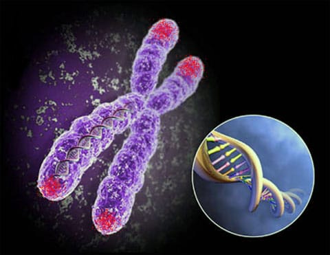 Kritická délka lidské teloméry