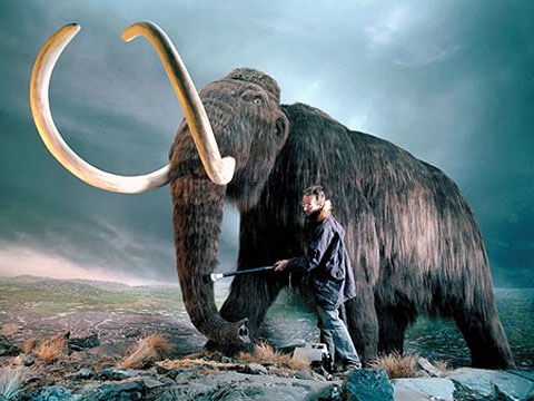 Byli mamuti severní vyvražděni stromy?