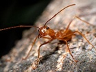 Mravencovití (Formicidae) jsou jednou z nejúspěšnějších skupin hmyzu v živočišné říši a jsou proto v mimořádném zájmu vědců – myrmekologů, ekologů, biosociologů. Tato úspěšnost je přikládána jejich sociálnímu způsobu života a specializaci.