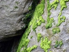 Řasy (Algae) jsou jednoduché fotosyntetizující organismy, tradičně řazené mezi nižší rostliny. Ve skutečnosti jsou řasy seskupením nepříbuzných skupin organismů a jen některé z nich jsou blízké rostlinám.
