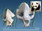 Srovnejte sami: vlevo je lebka pravěké
«protopandy», která žila před asi dvěma
milióny let, vpravo – současná panda