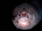 Sliznatka (hagfish) je mořský obratlovec, vyvolávajíci spory o tom, zda ji považovat za rybu či nikoliv. Její neobvyklé stravovací návyky a schopnot vytvářet sliz vedly k tomu, že je sliznatka považována za "nejodpornější" mořské stvoření.