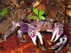 Když shazuje krunýř, zbavuje se krab-houslista téměř 75% rtuti, která otravuje jeho organizmus