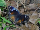 Samec motýla Hypolimnas bolina 