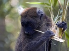 Tento druh lemurů - velcí bambusoví lemuři (Greater Bamboo Lemur) je jediný, který má čelisti tak silné, že mohou lámat stonky gigantického bambusu.