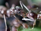 Mravenec argentinský (Linepithema humile) je druh mravence pocházejícího původně z Argentiny, dnes invazně rozšířeného po celém světě.