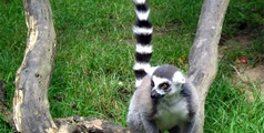 Lemur kata (lat. Lemur catta) patří do řádu primátů, je lemur endemitem ostrova Madagaskar. Je nejrozšířenějším druhem na tomto ostrově.