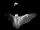 Infračervený snímek netopýra, který se právě chystá spolknout nešťastného motýlka. Článek jsme vybavili černo-bílými snímky, protože téma požírání slabšího silnějším jedincem je velmi kruté – i když ne vždy se to podaří
