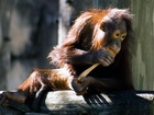 V současnosti je zoologické zahradě v Lipsku osm orangutanů (sedm samic a jeden samec), ale vědci neupřesňují, zda se pokoušeli během experimentu pracovat i s jinými samičími jedinci.