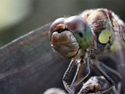 Vážky (Odonata) jsou řádem okřídleného velkého hmyzu s úzkým a velmi protáhlým tělem, který je v podstatě nezaměnitelný s druhem z jiného řádu. V hmyzím světě patří vážky mezi nejlepší letce a jsou hmyzem s nejdokonalejším zrakem.