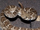 Badatel z Arkansaské univerzity zkoumal fyziologii hladovějících hadů a zjistil, že dokáží snížit rychlost svého metabolismu.