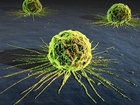 rakovi­nové buňky