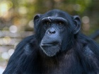 Šimpanz (Pan) je rod hominidních primátů blízce příbuzných člověku. Patří k němu dva žijící zástupci: šimpanz učenlivý a šimpanz bonobo. Oba druhy žijí v Africe. Šimpanze učenlivého pokrývá černá nebo šedá srst, s výjimkou uší, tváří, dlaní a chodidel. Tváře jsou obvykle růžové, s věkem tmavnou až zčernají. Bonobo je o něco menší, s lehčí tělesnou stavbou, menšími zuby a tmavšími tvářemi. Uši mu překrývají chomáče chlupů. Jsou to všežravci.