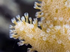 Jak je již známo korály jsou mořské organismy, které existují jako malé sasanky, často v koloniích s totožnými nebo podobnými jednotlivci. Tato skupina zahrnuje důležité stavitele celého útesu, které můžeme nalézt v oceánech poblíže tropických oblastí. Tyto útvary nazývané "korály" vylučují uhličitan vápníku, který formuje pevnou stavbu tzv. Korálového útesu.
