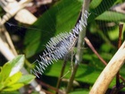 Vědci už dlouho vedou spor nad záhadou hedvábných vložek, nazvaných stabilimenty (stabilimenta), které pavouci vplétají do svých pavučin