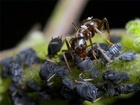 Mravencovití (Formicidae) jsou jednou z nejúspěšnějších skupin hmyzu v živočišné říši