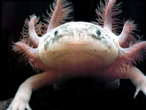 Axolotl (Axolotl)