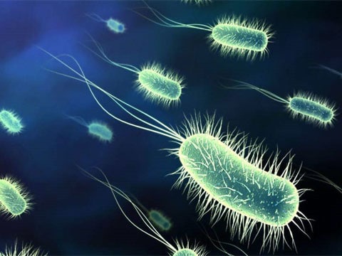 Bakterie (Bacteria, dříve též Bacteriophyta či Schizomycetes), nebo také eubakterie (Eubacteria), je doména jednobuněčných prokaryotických organismů.