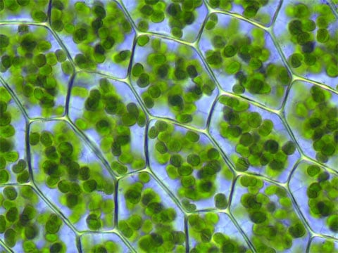Chloroplasty měříku příbuzného v optickém mikroskopu