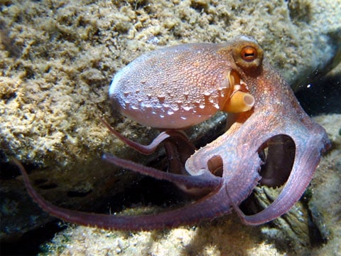 Chobotnice pobřežní (Octopus vulgarius) - dosahuje délky až 3 metrů, ale z pravidla se vyskytují menší exempláře. Hmotnost jedince může dosahovat až 25 kilogramů.