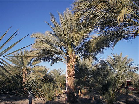 Datlová palma (datlovník) vyrůstá z pecek, proto produkuje čerstvé ovoce. Mezi potřebné podmínky pro růst patří především vysoká teplota okolo 20 až 25°C . Při přesazování semen je musíme být velice obezřetní, abychom neporušili hlavní kořen. Datlová palma roste v pokojích pomalu a svého dekorativního vzhledu nabývá za 5 až 7 let. 