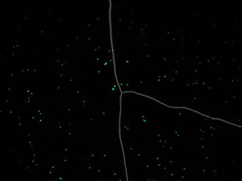 DNA - obarvené buňky P. syringae (zelené tečky), zmražené uvnitř krystalů ledu. Obrázek pořízený Shawnem Doylem a Brentem Christnerem, z Louisiana State University.
