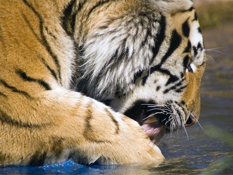 Dosud jsme se mohli s jihočínským tygrem setkat jen v zoologických zahradách