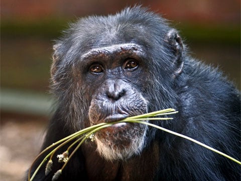 Experimenty se šimpanzi ukázaly, že tak zvaný 