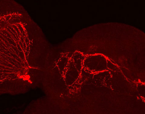 Fotografie fragmentu nervového systému švába, který vědci pracovně pojmenovali mozkem. Ano, vidíte správně: nemá ani jeden závit. Zato tady můžete vidět barvivem zvýrazněné nervové buňky – jde o dvě desítky neuronů, které spojují optické nervy (vlevo) s centrálním nervovým uzlem (vpravo). Tyto neurony jsou u švábů odpovědné za cirkadiánní rytmus.