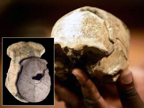 Frederick Kyalo Manthi vlastní vrchní část lebky Homo erecta, kterou nalezl v roce 2000 v Keni. Tento fragment lebky je přibližně 1,5 milionu let starý.