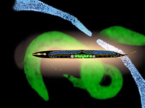 Háďátko obecné (Caenorhabditis elegans, Maupas 1899) je volně žijící nepatogenní půdní helmint z kmene hlístic. Háďátko žije v půdě po celém světě a je významným modelovým organismem, jehož výzkum započal v roce 1974. Tento druh se stal významným nástrojem molekulární a vývojové biologie. Jedná se rovněž o první mnohobuněčný organismus, u něhož byl osekvenován kompletní genom. Rovněž byl poprvé u tohoto druhu prezentován fenomén RNA interference.