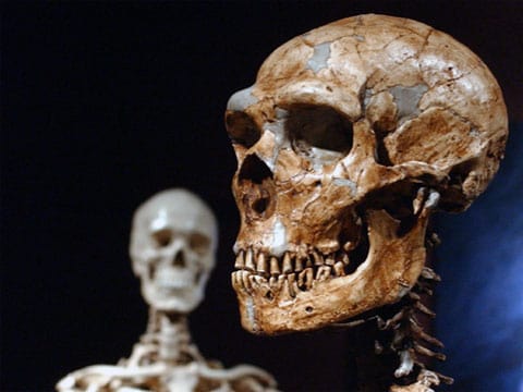 Homo neanderthalensis, někdy Homo sapiens neanderthalensis nebo Neandrtálec je předvěká forma člověka. Jeho ostatky byly vůbec prvními prozkoumanými se zveřejněnými výsledky.