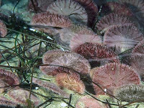 Jehličková pokrývka plochých mořských ježků je na pohled sametová, ale k ochraně neslouží
