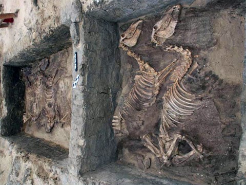 Kostry oslů, objeveny ve starověkém pohřebišti