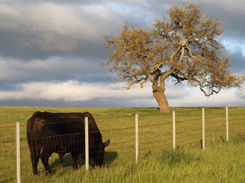 Krávy hojně trpí větry. Jejich plynatost způsobuje emise skleníkového plynu metanu do ovzduší.