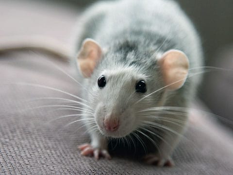 krysy nejen mohou spoléhat na jistotu zvoleného řešení, ale také ji využívat pro změnu následného chování