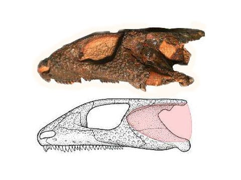 Lebka prvního majitele moderního ucha má délku 6,5 cm. Růžovou barvou je zvýrazněno pravděpodobné umístění ušního bubínku