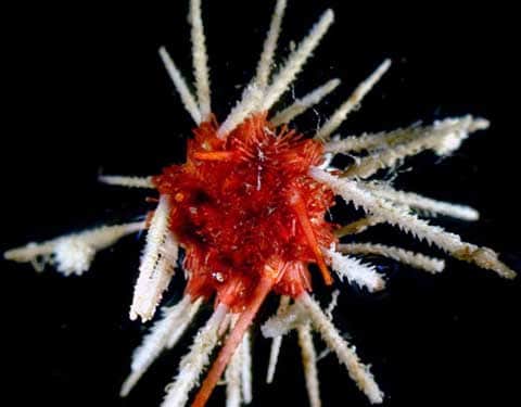 Mořský ježek Ctenocidaris -
jeden z podivuhodnývh druhů,
obývající dno oceánu 