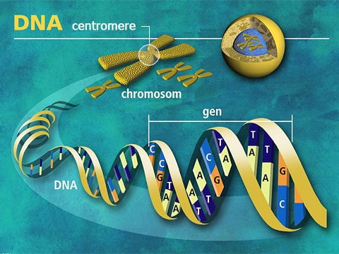 Na tomto uměleckém ztvárnění je přesně znázorněná úzká střední část – místo, kde se nachází centromera, která spojuje dva provazce chromozomu