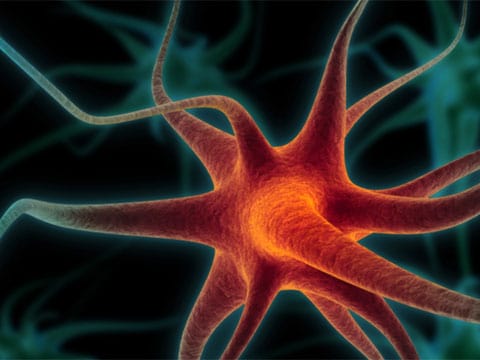 Neuron, nervová buňka, je základní funkční a histologická jednotka nervové tkáně. Jsou to vysoce specializované buňky, schopné přijmout, vést, zpracovat a odpovědět na speciální signály. Přenáší a zpracovávají informace z vnitřního i vnějšího prostředí a tím podmiňují schopnost organismu na ně reagovat.
