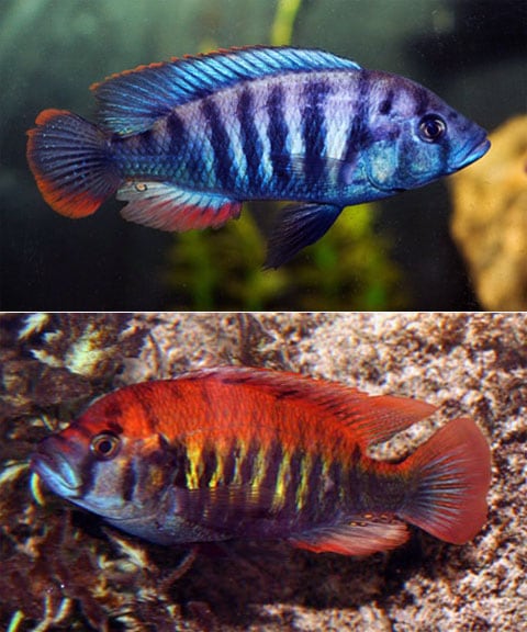 Podle vědců, v mělkých vodách, kde je dostatek světla, se vyskytují samci Pundamilia pundamilia namodralé barvy, ale v hloubce, kde je důležité, aby si jich samičky všimly, mají Pundamilia nyererei načervenalou barvu.
