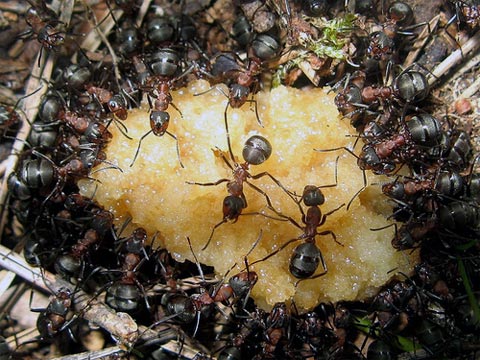 Pozorováním bylo zjištěno, že si provoz na mravenčích trasách, na rozdíl od vozidlové dopravy, uchovává stejnou průměrnou rychlost i při vzrůstající hustotě provozu.