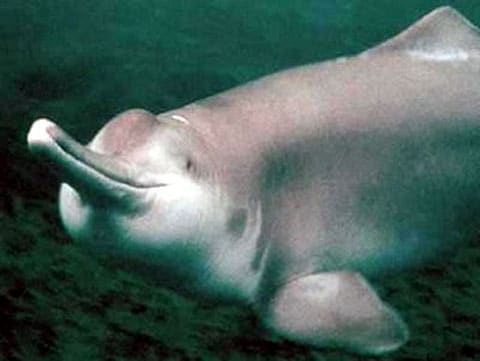 Říční delfín Baiji
